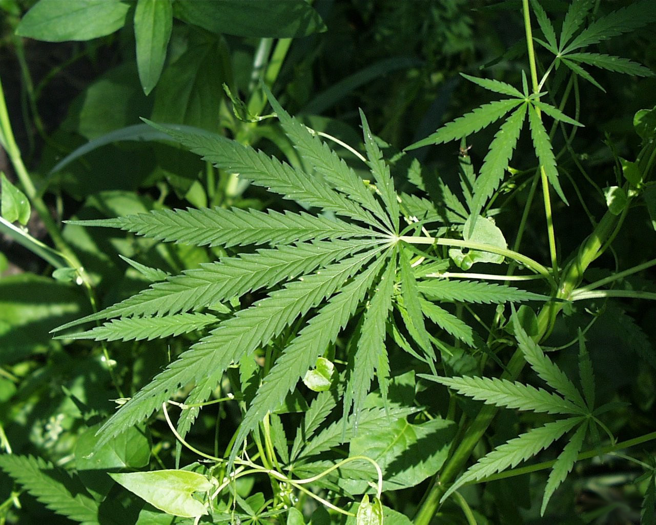 2marijuana - Mental Health News