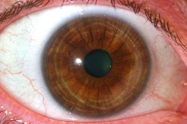Brown-eyed Men Perceived as Dominant