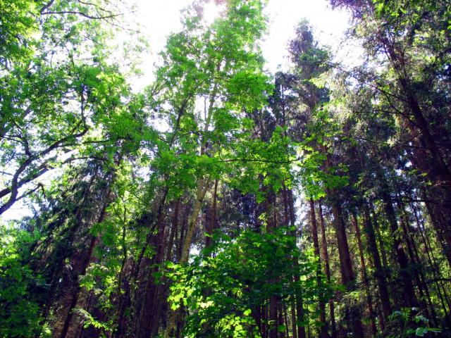 Nature Improves Stress and Mental Health