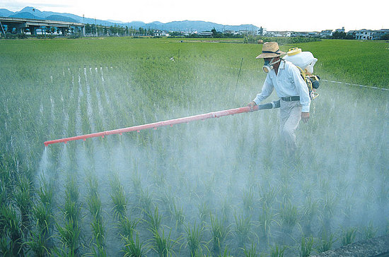Pesticides in Food and Home May Increase ADHD Risk in Children